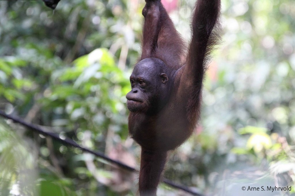 2013-Borneo-50D-26.jpg - Sepilok orangutang rehabiliteringssenter