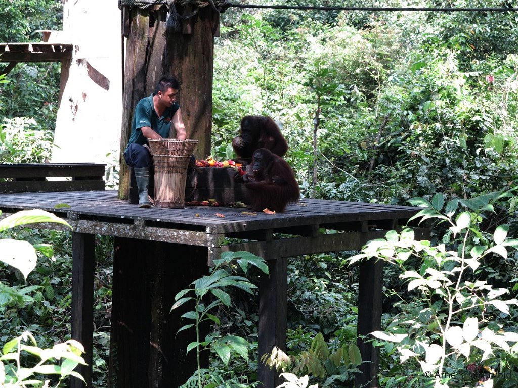 2013-Borneo-G1X-73.jpg - Sepilok orangutang rehabiliteringssenter