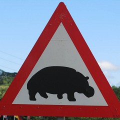 Hippo crossing