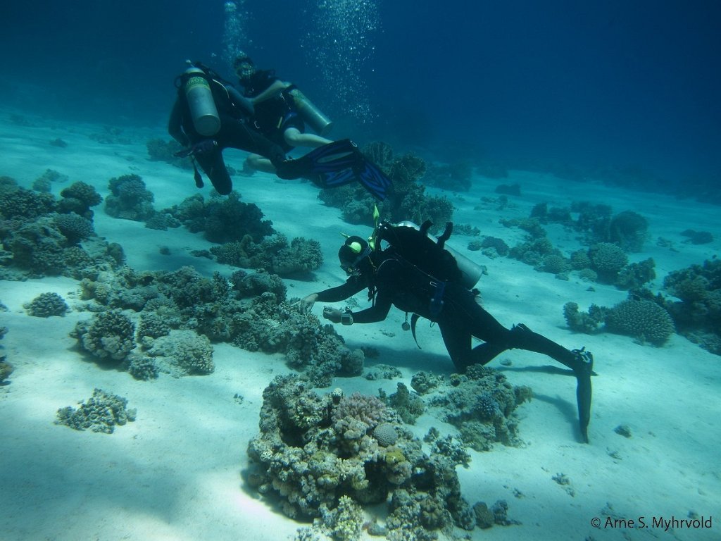 2012-sharm-99.jpg - Egyptisk dykkleder knekker koraller og setter dem tilbake når han blir oppdaget