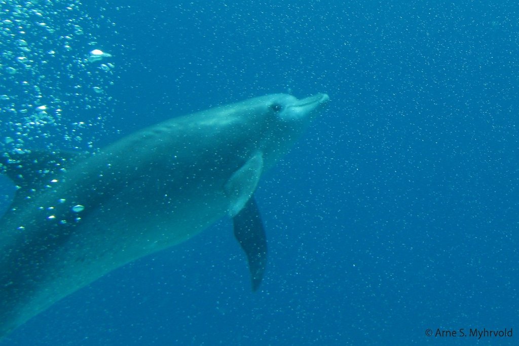 IMG_2711-crop.jpg - En delfin hilser på