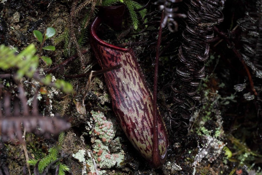 2013-Borneo-50D-01.jpg - Kjøyyetende plante (innsekter mest, men også funnet en rotte)