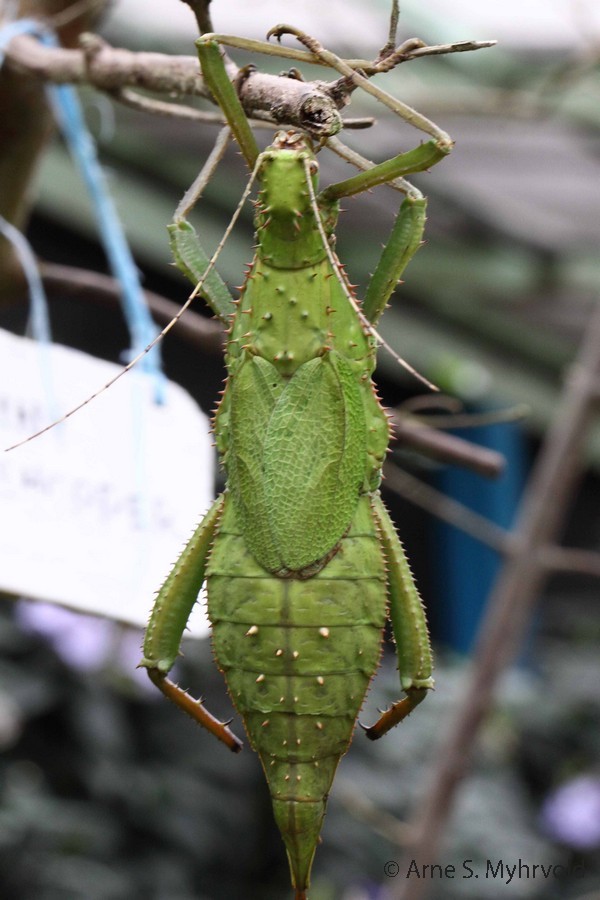 2013-Borneo-50D-14.jpg - Stor gresshoppe