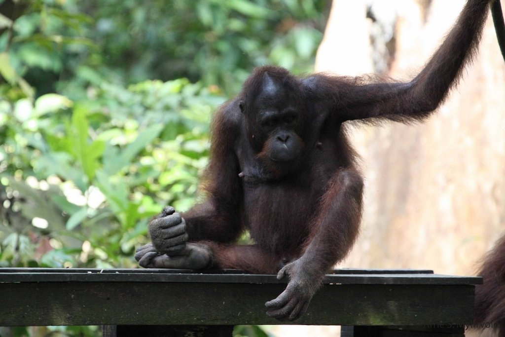 2013-Borneo-50D-23.jpg - Sepilok orangutang rehabiliteringssenter