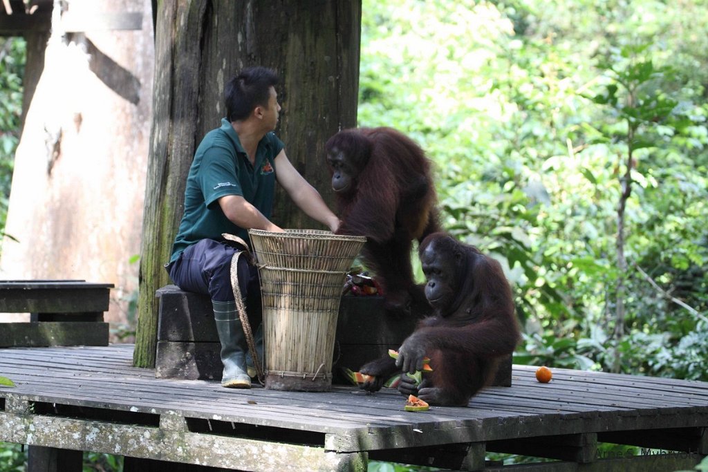 2013-Borneo-50D-24.jpg - Sepilok orangutang rehabiliteringssenter