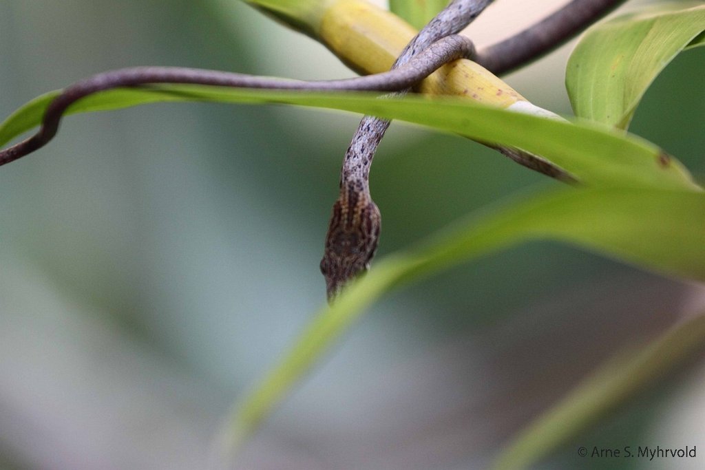 2013-Borneo-50D-28.jpg - En liten slange ved hytta jeg bodde