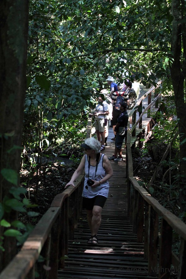 2013-Borneo-50D-29.jpg - Rainforest Discovery Centre