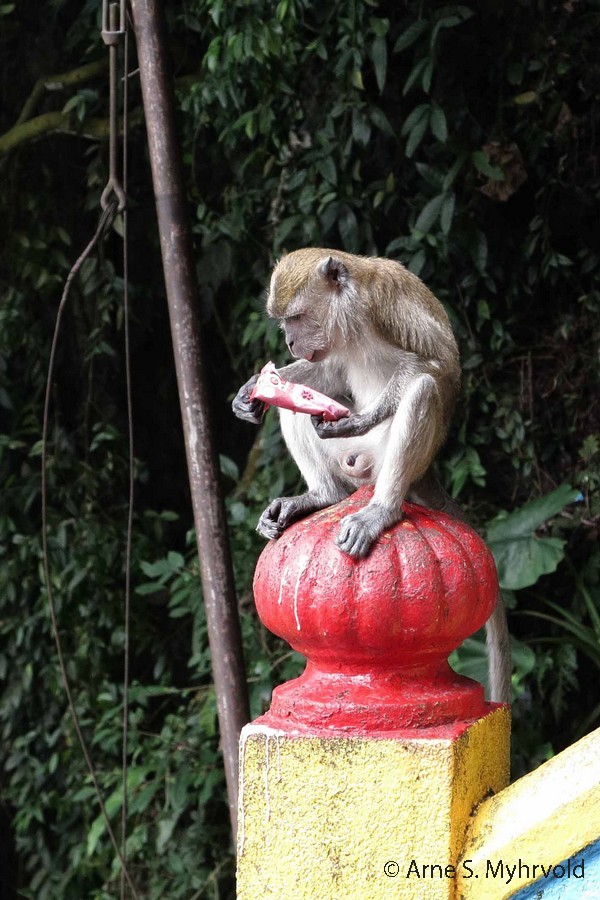 2013-Borneo-G1X-23crop.jpg - Batogrottene - en ape har funnet noe snacks