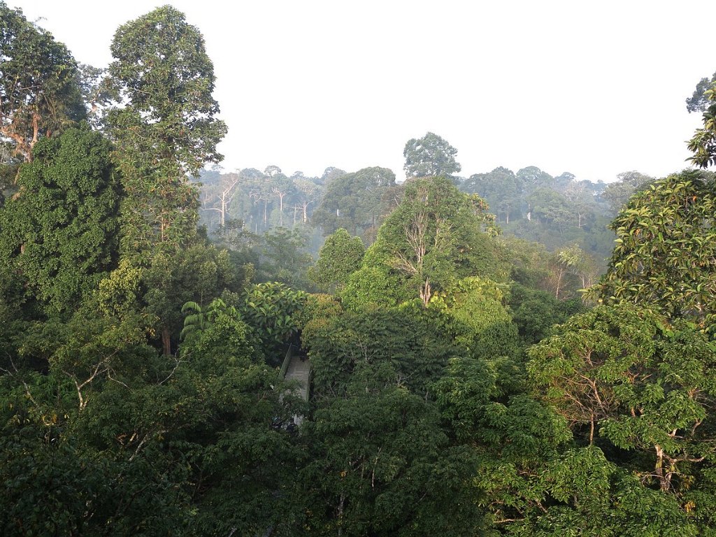 2013-Borneo-G1X-68.jpg - Rainforest Discovery Centre