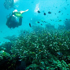2007 - Similan Anitas Reef(4)