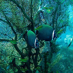 2007 - Similan Shark Fin Reef(10)