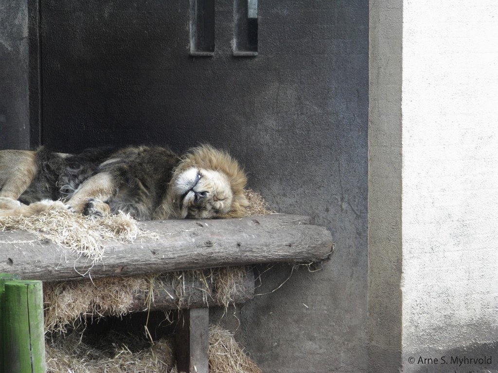 2008-London-10.jpg - London Zoo,den sover godt