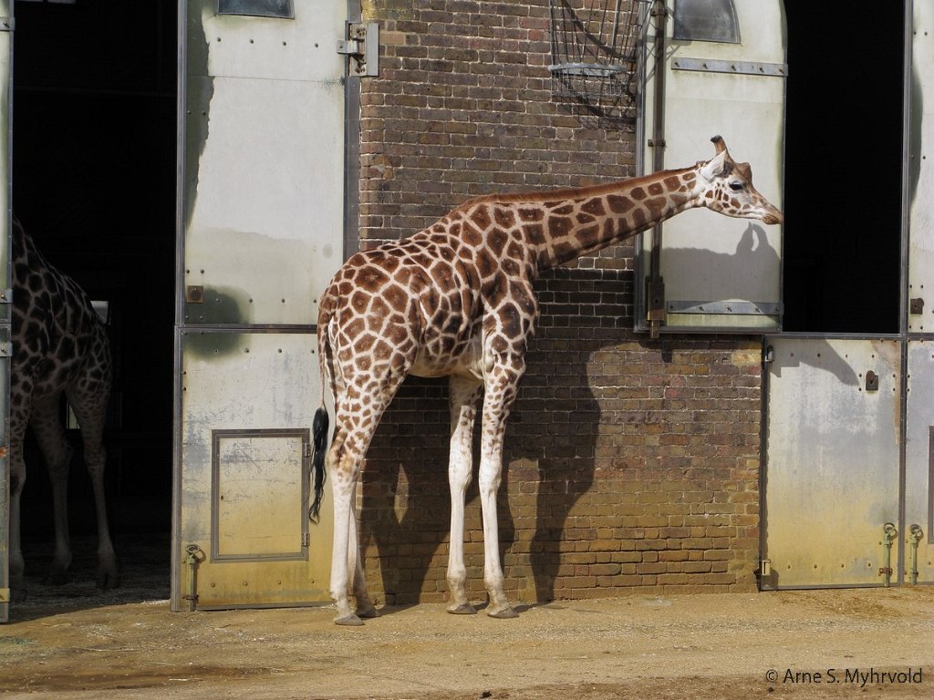 2008-London-14.jpg - London Zoo