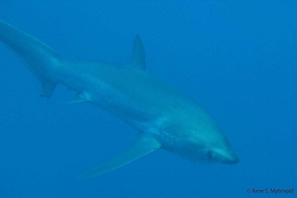 2009-Egypt_Liveaboard00005.jpg - Treasure shark Daedalus